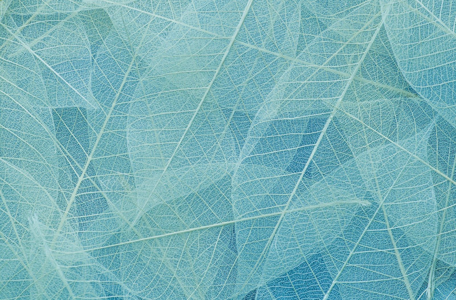 The image shows a pattern of thin, semi-transparent blue leaves, intricately overlapping each other.