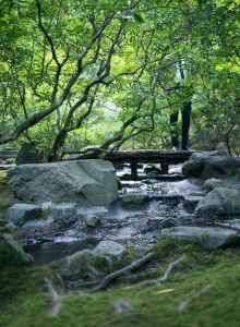 A serene forest scene with a small wooden bridge over a stream, lush greenery, and scattered rocks. A person stands on the bridge.