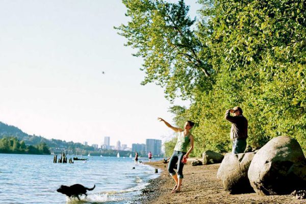 A person is throwing something for a dog in the water on a sunny beach with trees and city buildings in the background.