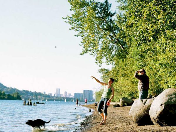 A person is throwing something for a dog in the water on a sunny beach with trees and city buildings in the background.