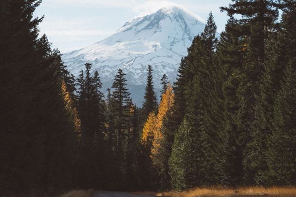 A snow-capped mountain rises in the background, surrounded by dense, tall evergreen trees and a narrow path in the foreground.