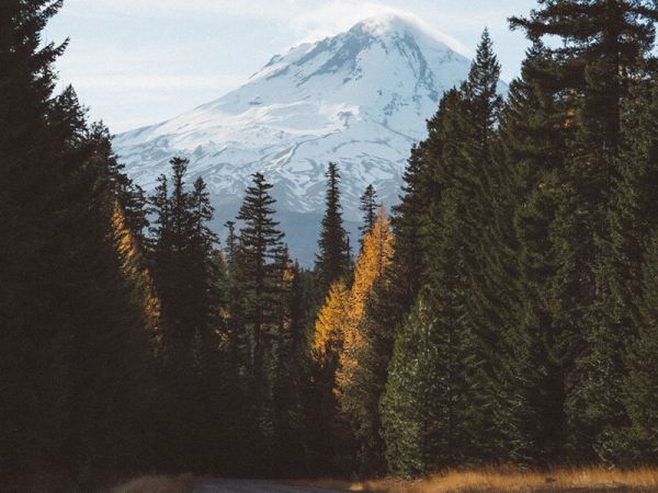A snow-capped mountain rises in the background, surrounded by dense, tall evergreen trees and a narrow path in the foreground.