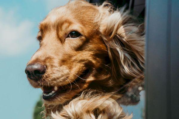 A dog with golden fur is enjoying the view, sticking its head out of a car window on a sunny day.