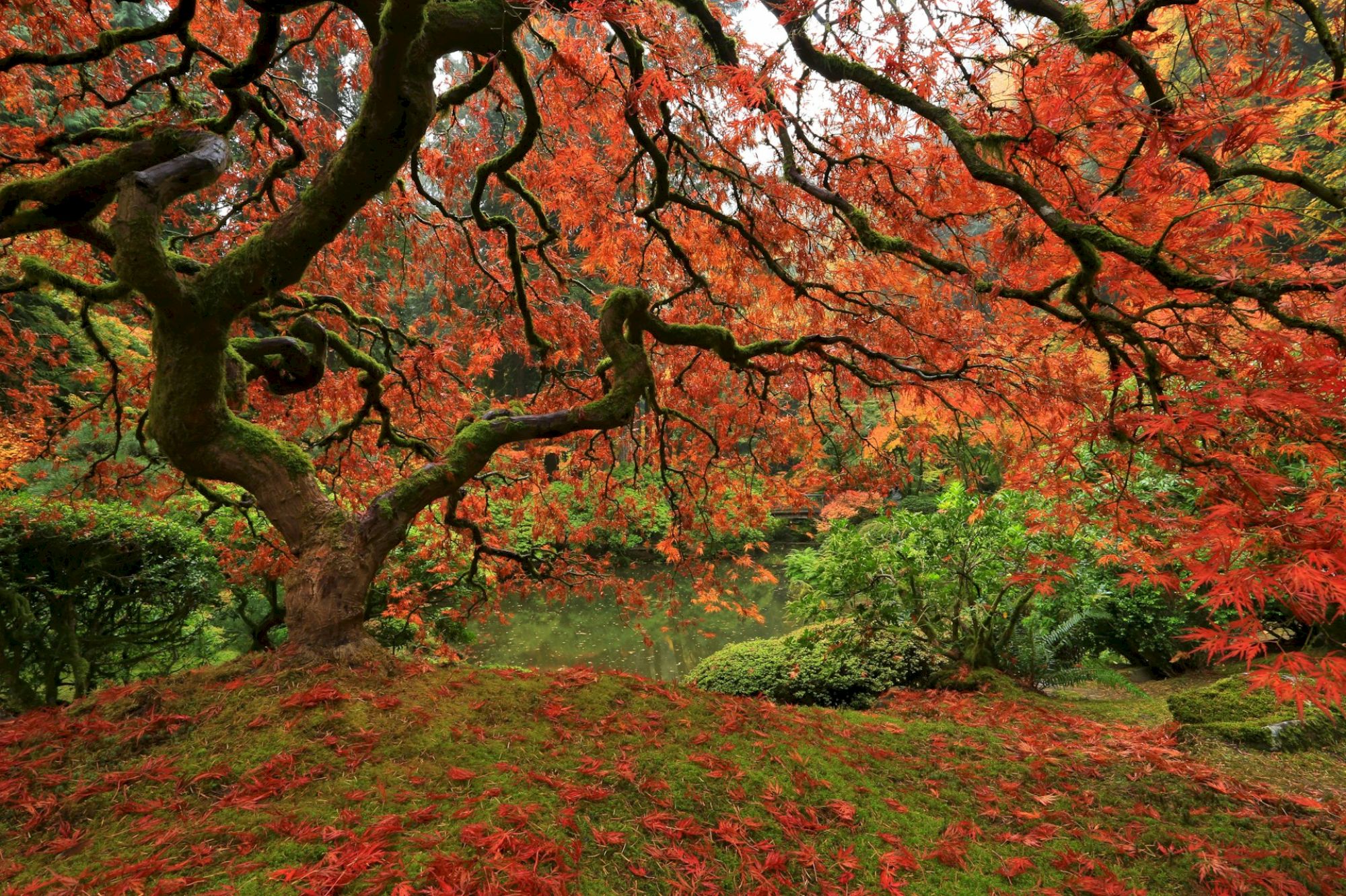 A tree with twisted branches and vibrant red leaves stands over a grassy area, with a lush garden in the background.